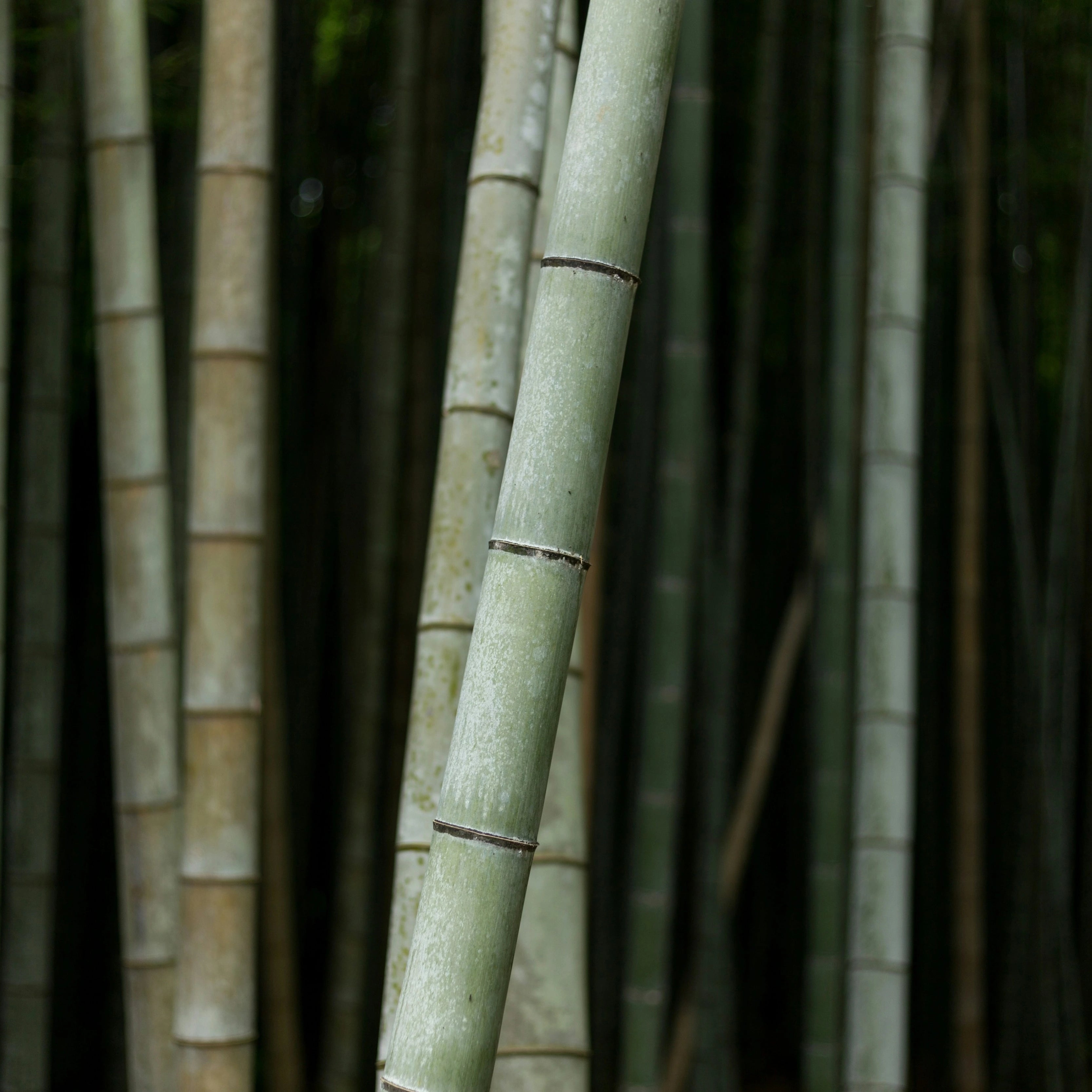 Foret de bamboo, détente, paix