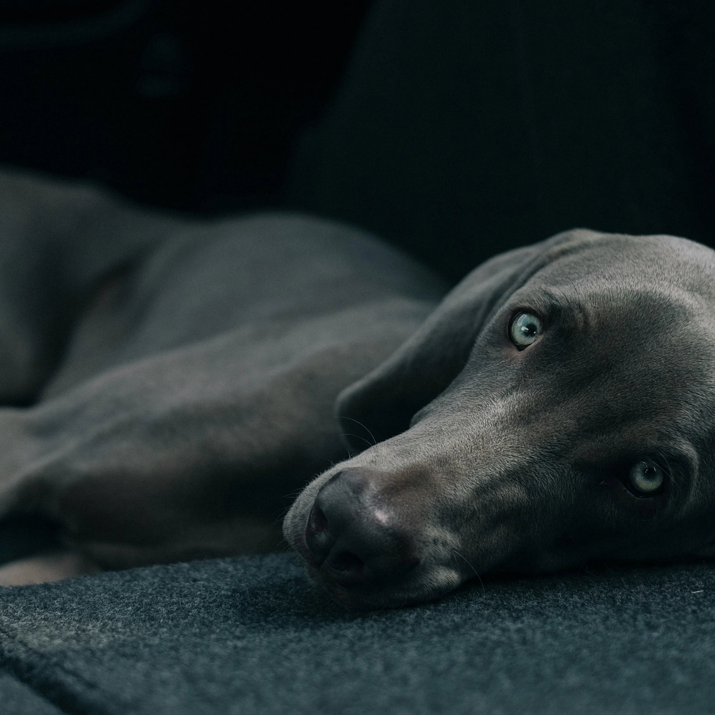 Chien noir allongé qui regarde l'objectif, CBD animaux