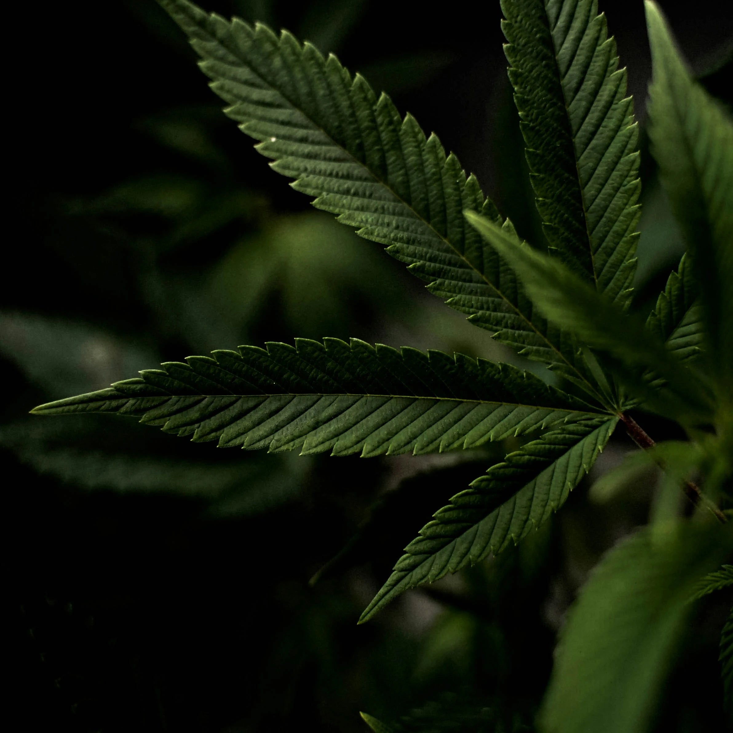 Feuille de cannabis en gros plan, chill, smoker