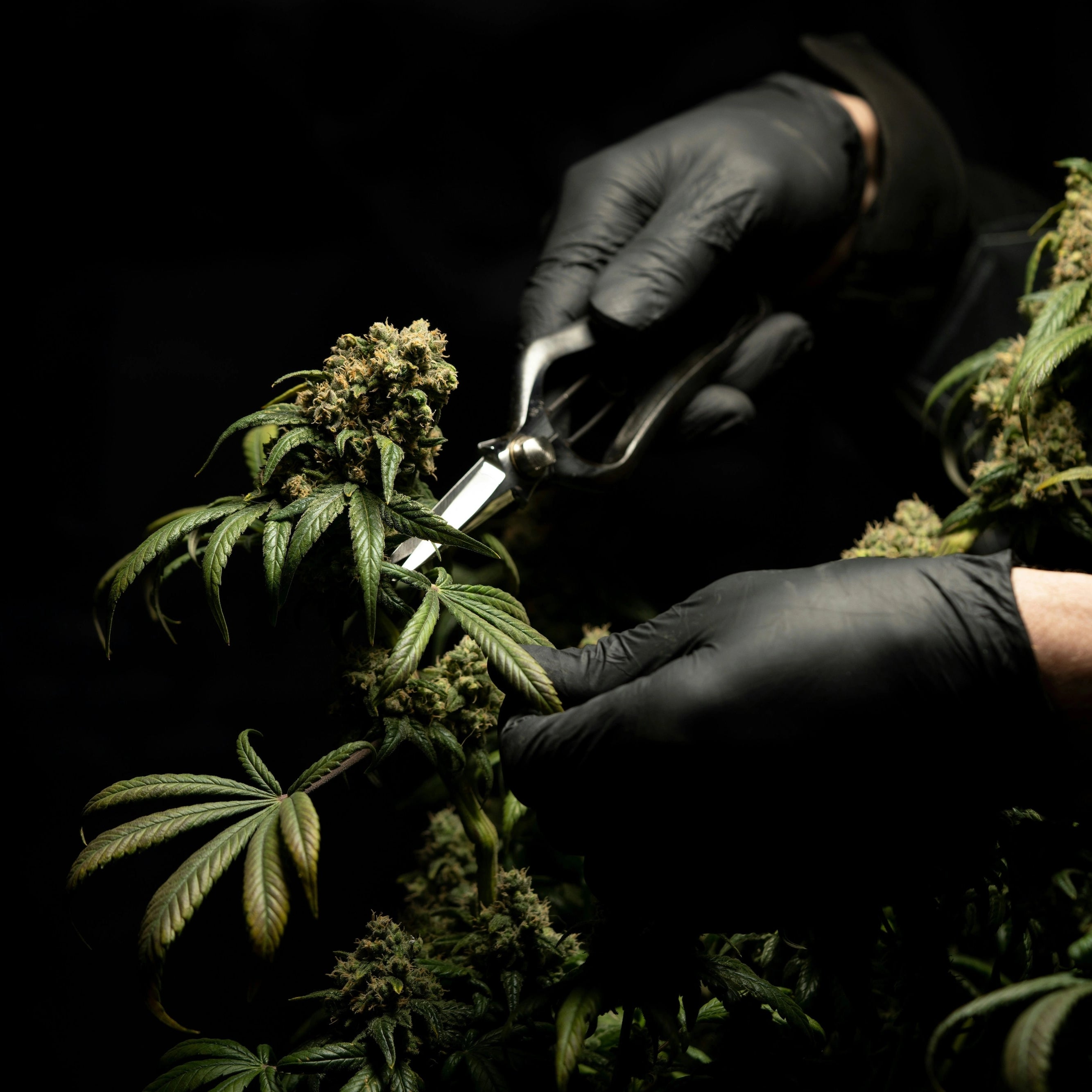 Personne avec des gants noir qui récolte des fleurs de chanvre, CBD Premium