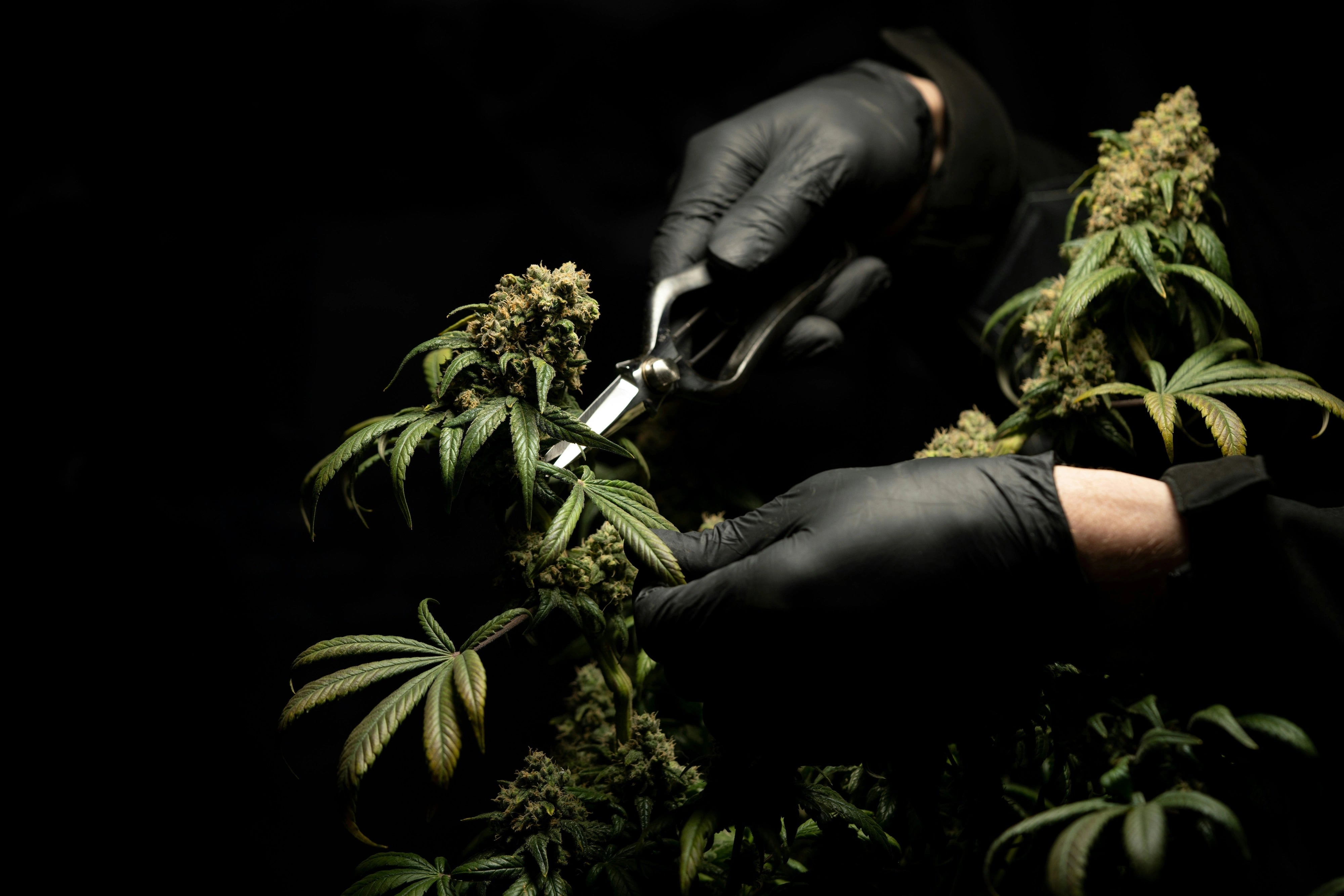 Personne avec des gants noir qui récolte des fleurs de chanvre, CBD Premium
