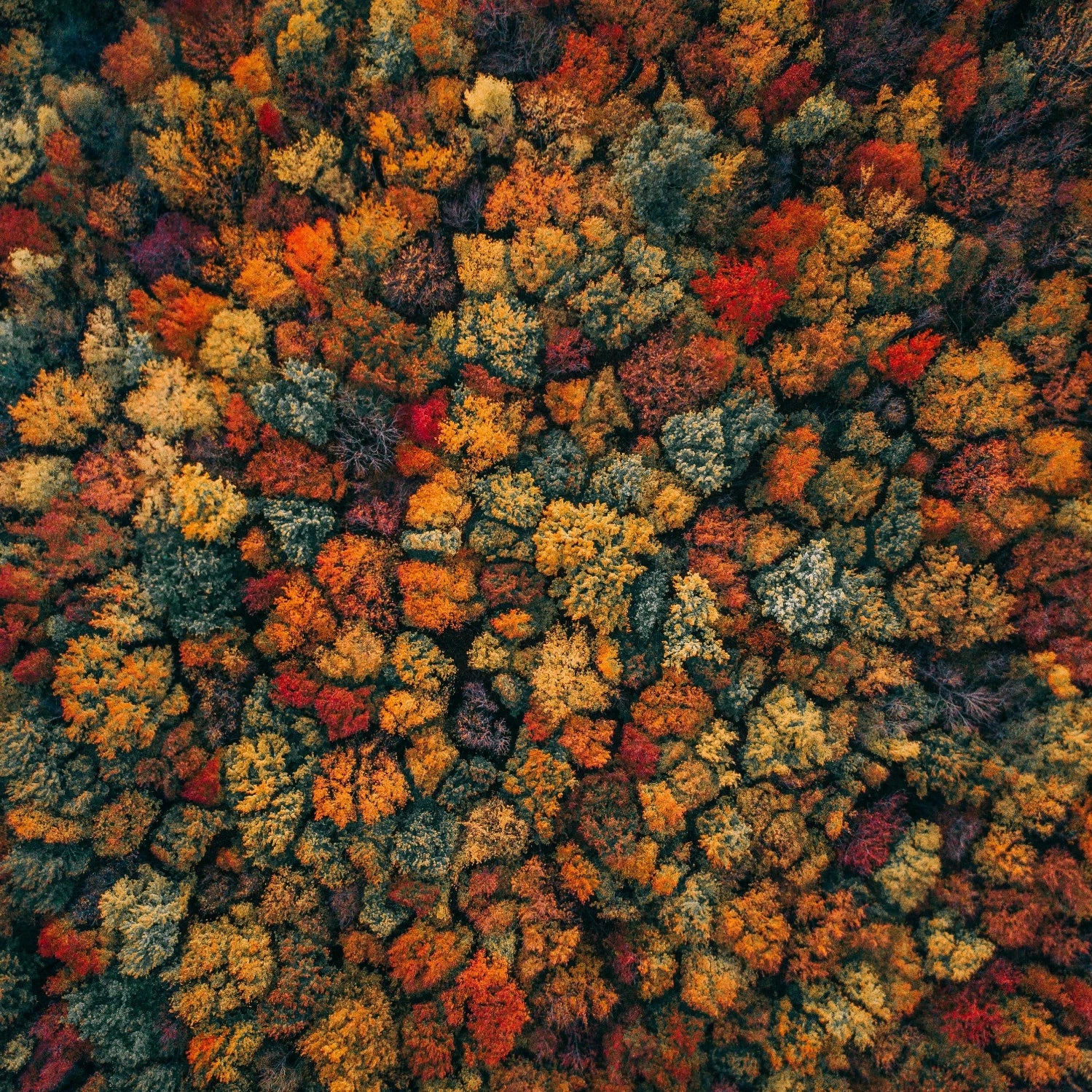 Fall forest from the sky