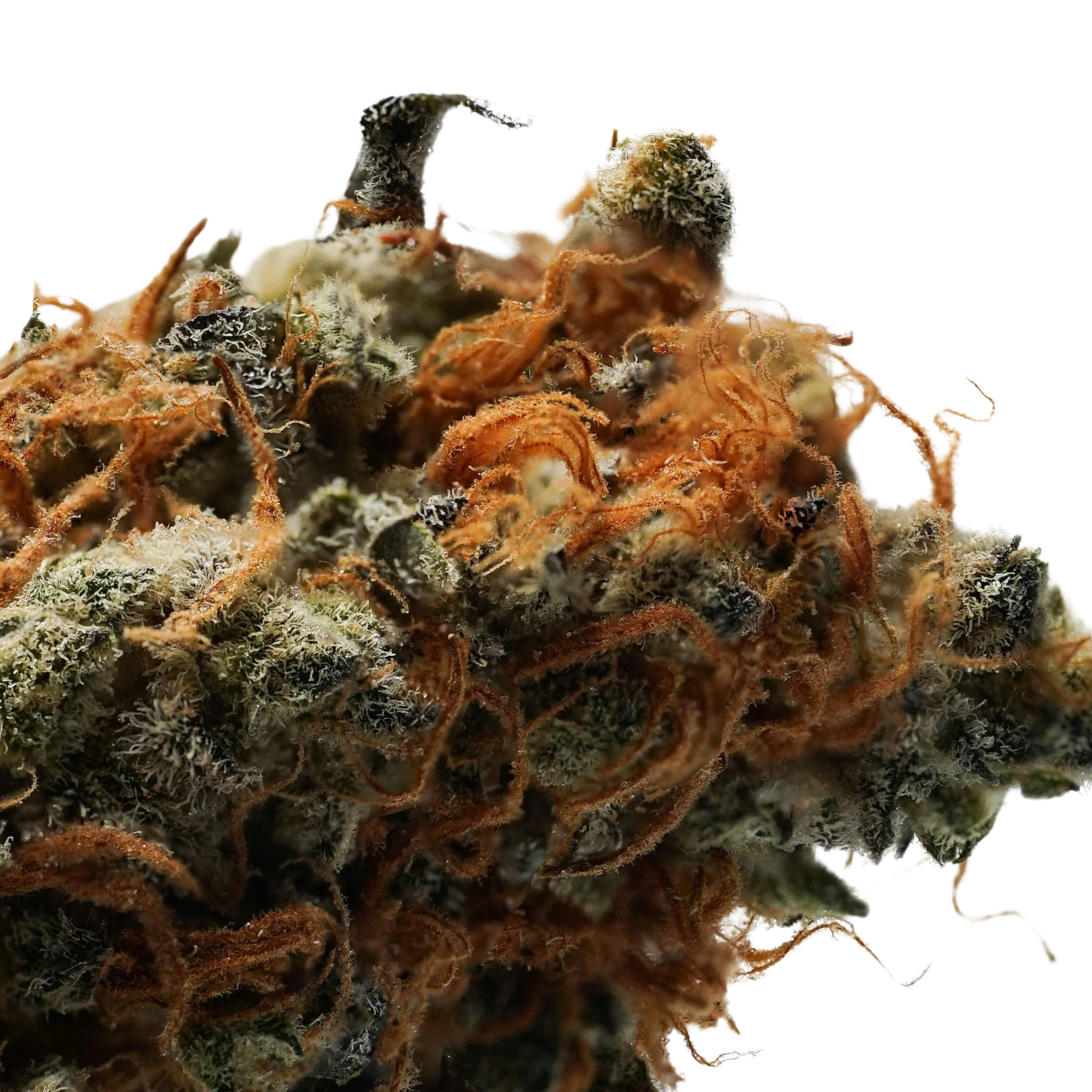 Fleur CBD Gros plan macro