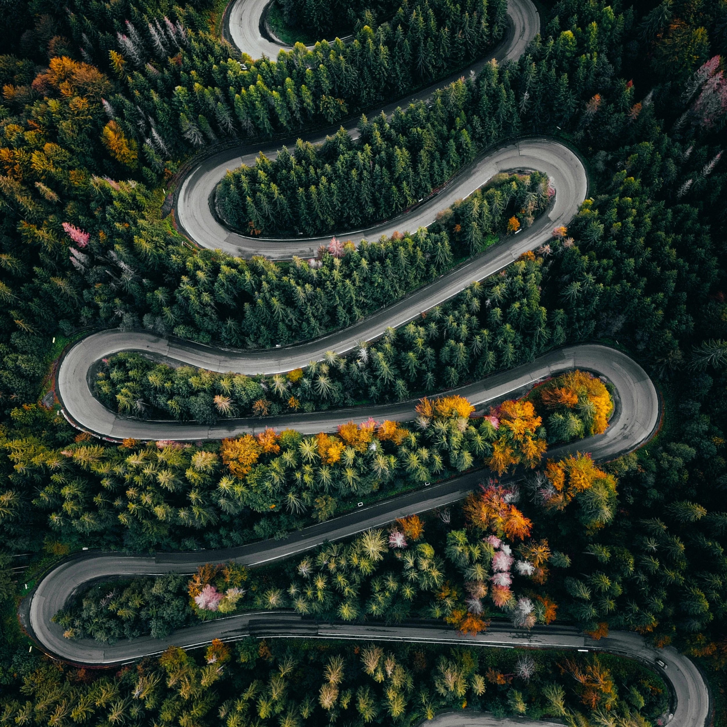 Route qui serpente au milieu d'une forêt de conifères, détente, vacances, bien-être