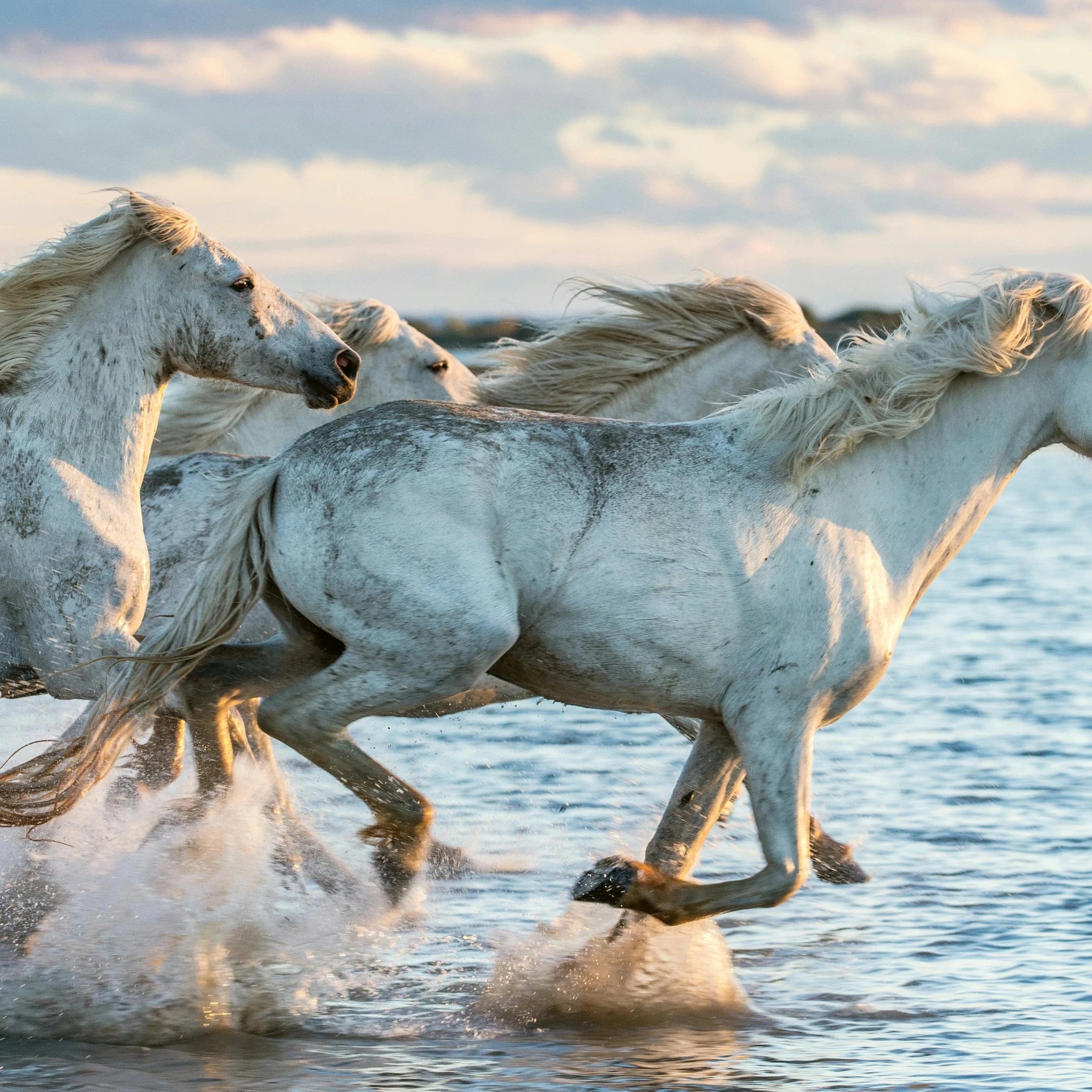 Chevaux courant dans la mer, liberté, naturel
