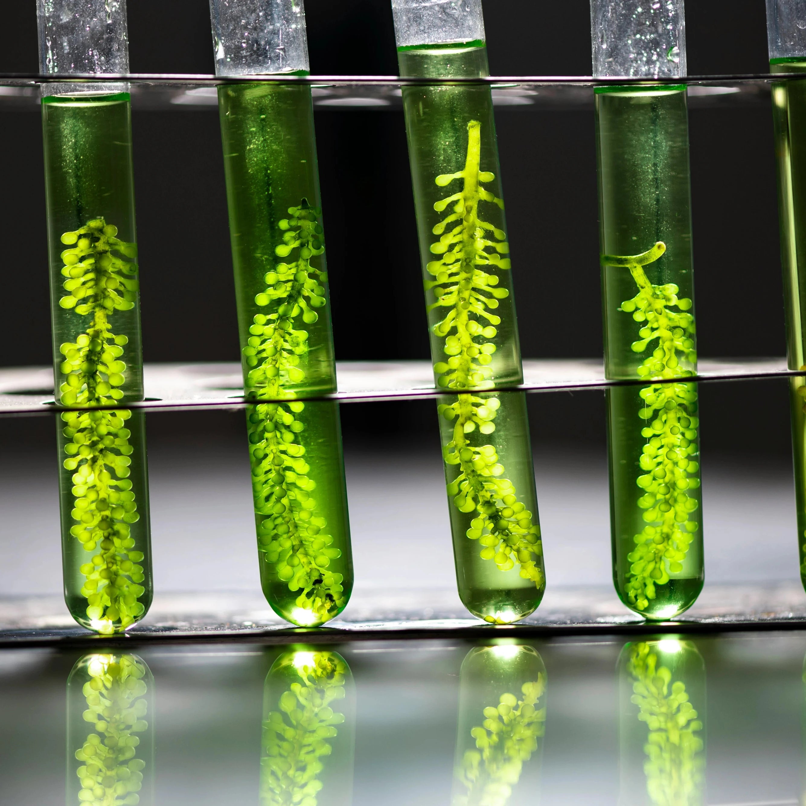 Flower on a scientific test green