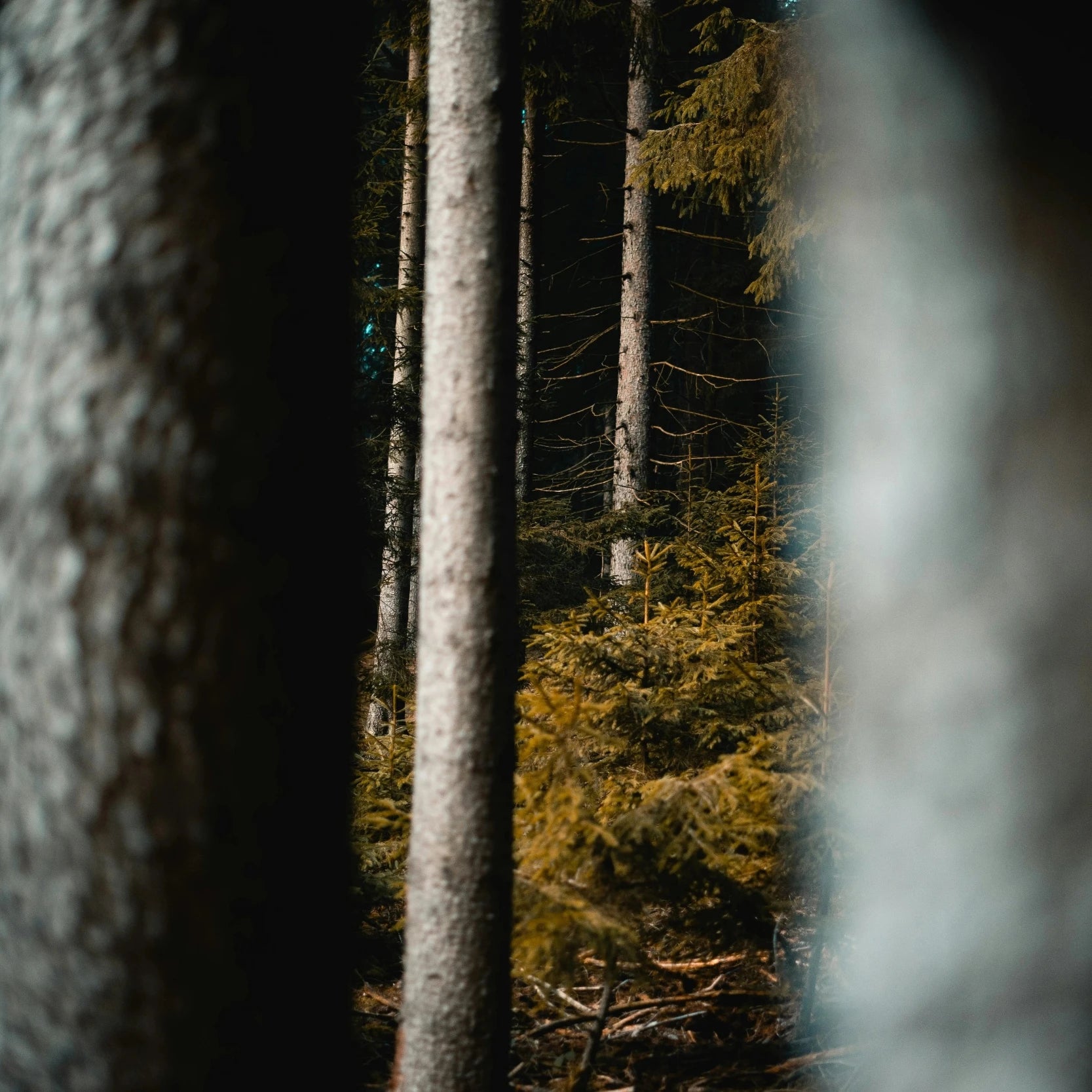 Arbre et foret sombre - Paix