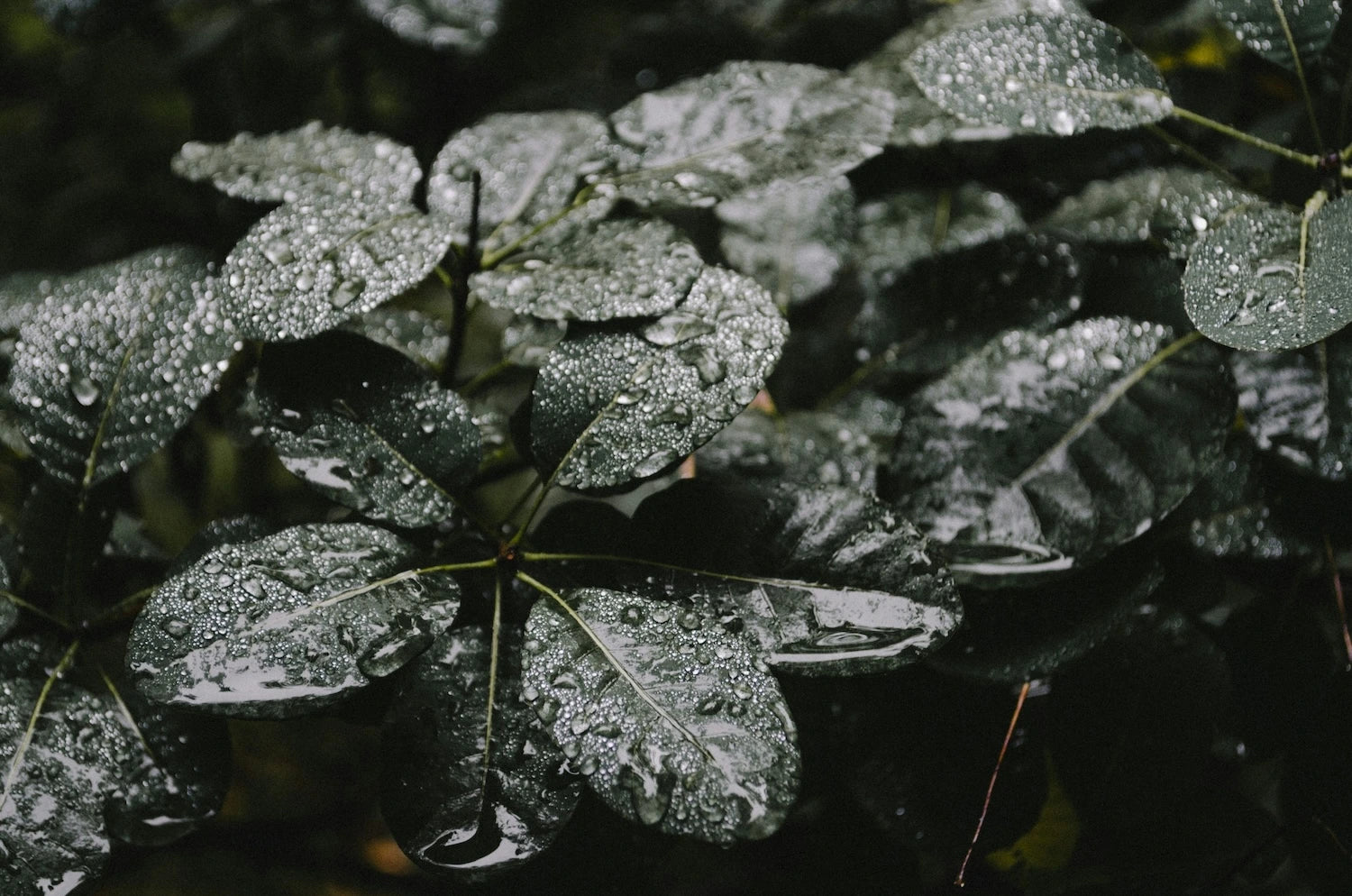 Fumer des plantes : 15 alternatives naturelles au tabac et au cannabis Fumer des plantes : 15 alternatives naturelles au tabac et au cannabis