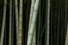 Foret de bamboo, détente, paix