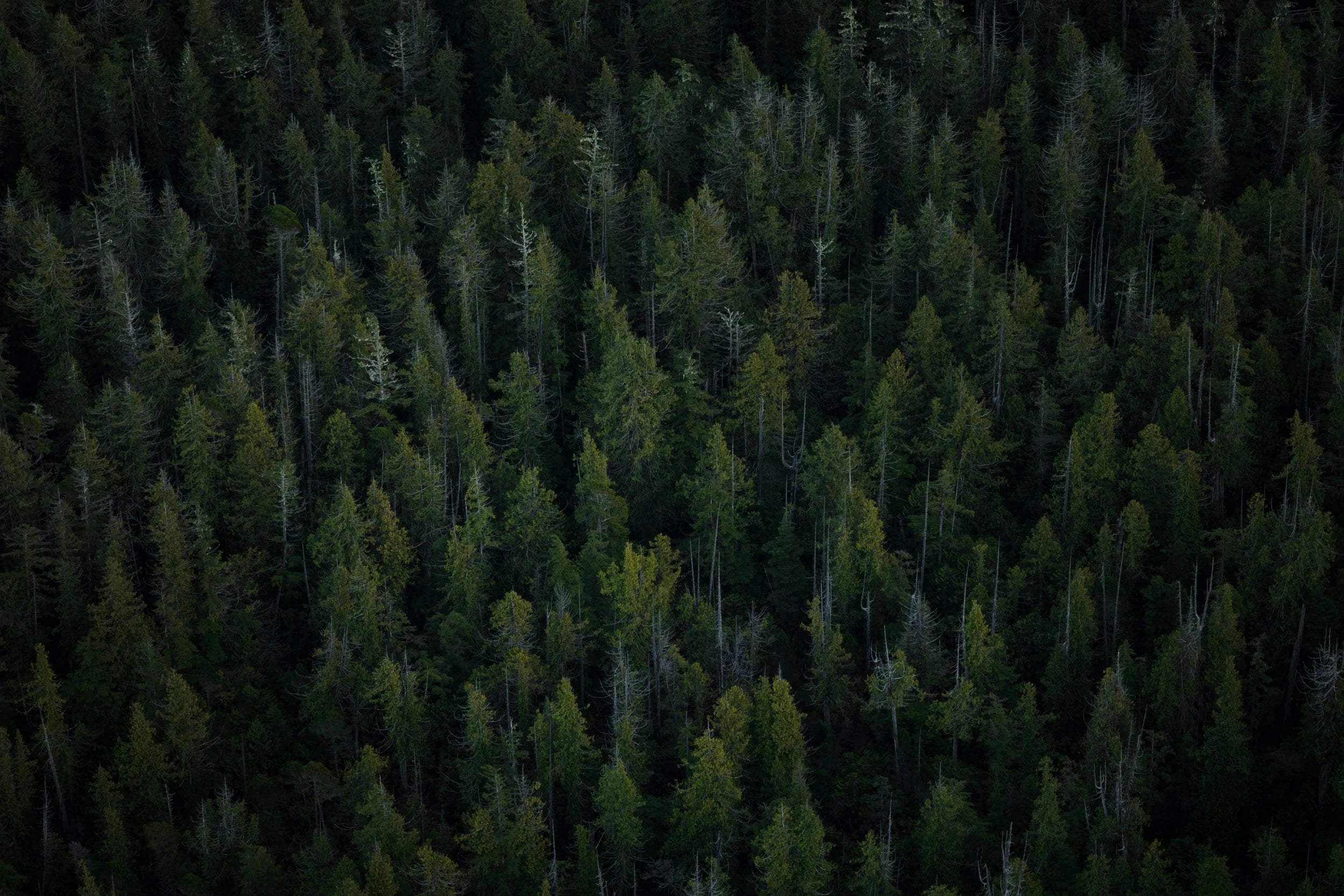 Vue d'une forêt de sapin du ciel, évasion, détente