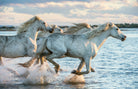 Chevaux courant dans la mer, liberté, naturel