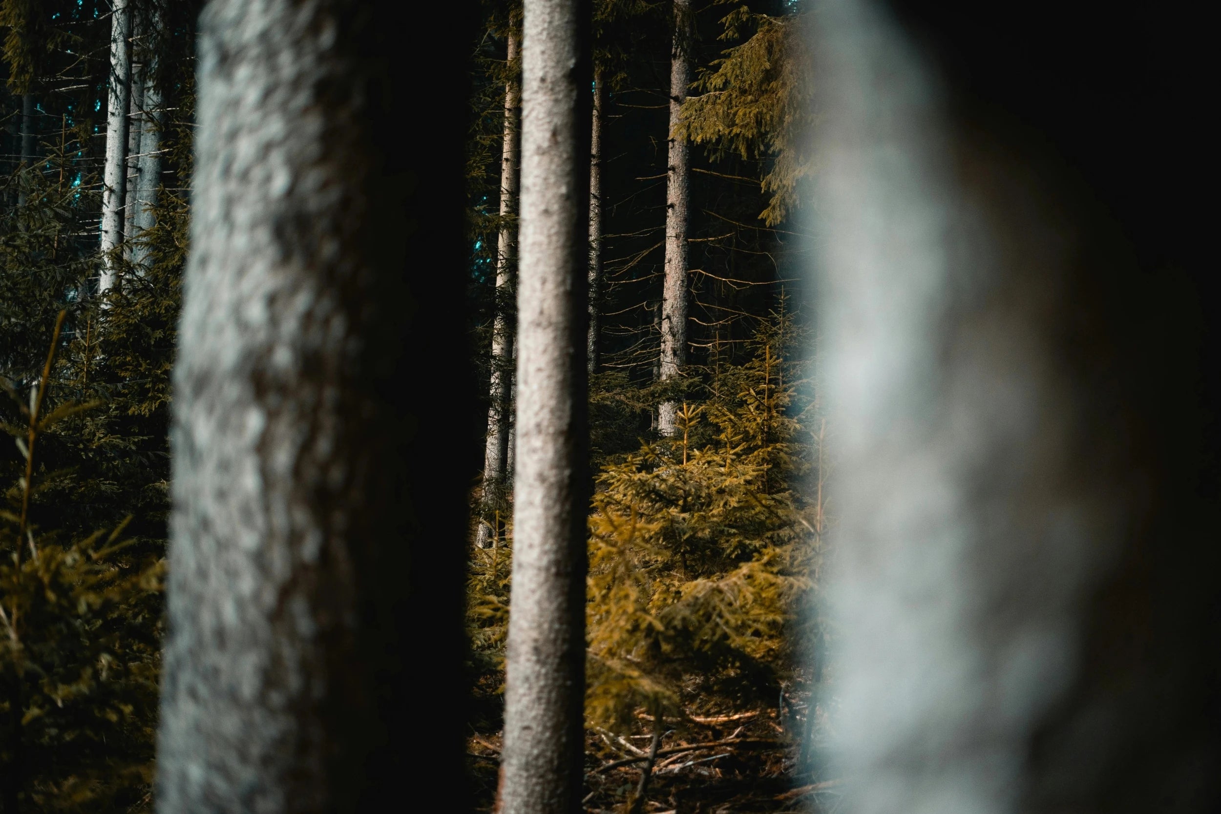 Arbre et foret sombre - Paix